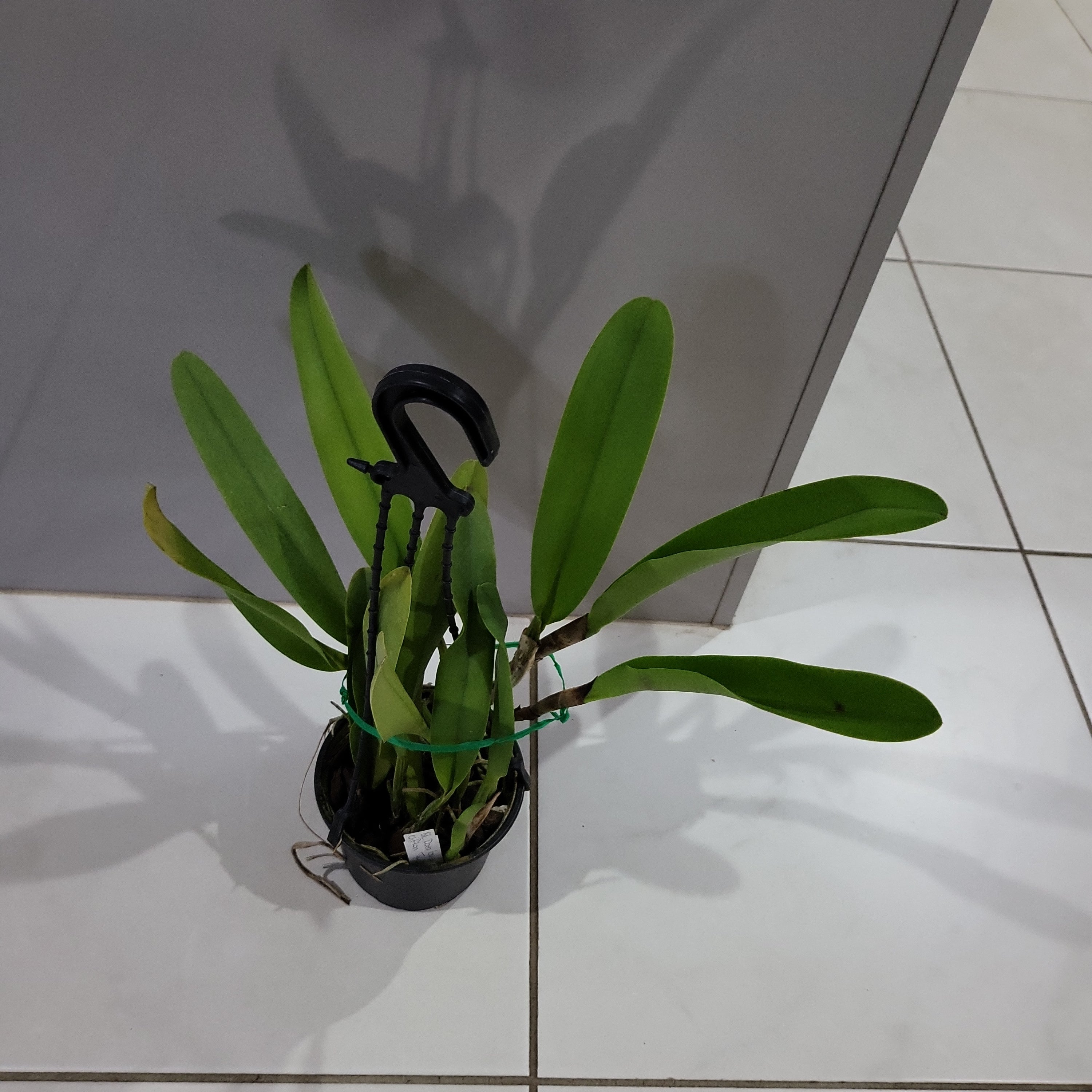 Blc. Dora Louise Capen 'Clifton Two Tone' (Fragrant) Secondary image