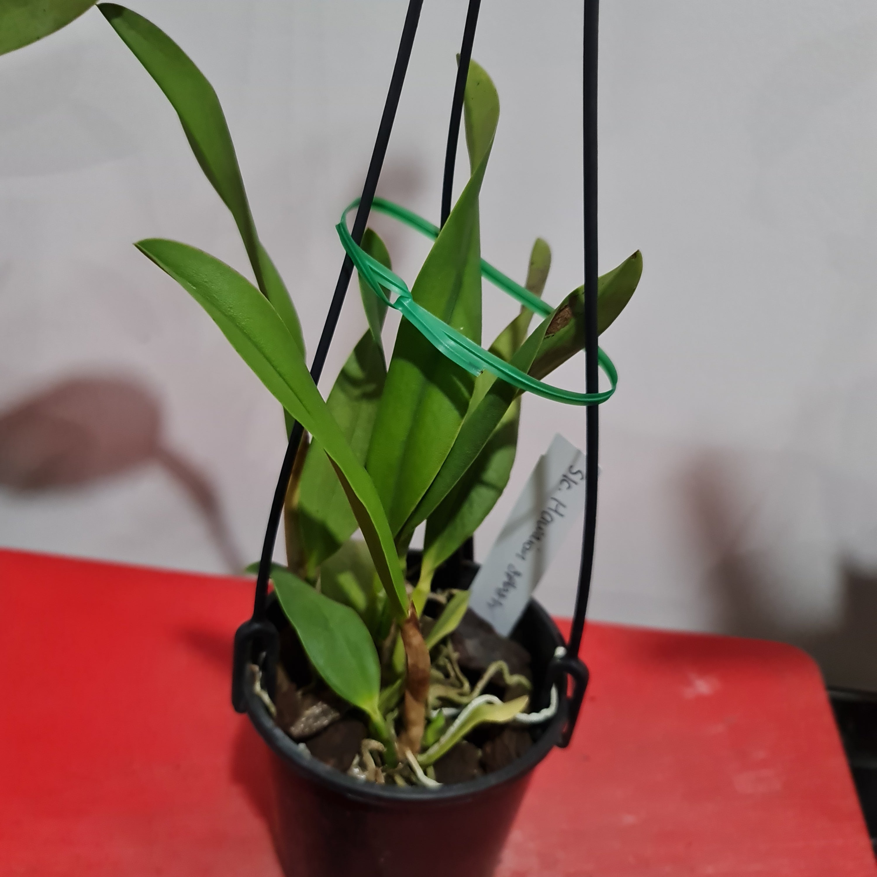Cattleya Hawaiian Splash (Lea) Fragrant Secondary image