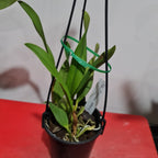 Cattleya Hawaiian Splash (Lea) Fragrant