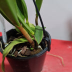 Cattleya Hawaiian Splash (Lea) Fragrant