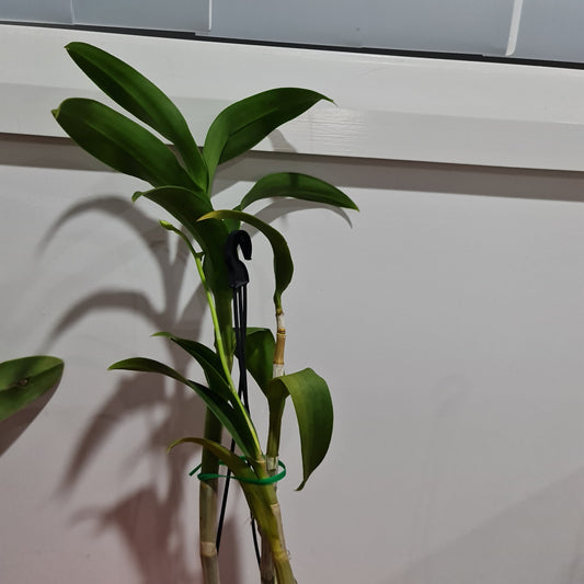Dendrobium (Supanburi White x Ypadeewan) IN SPIKE !