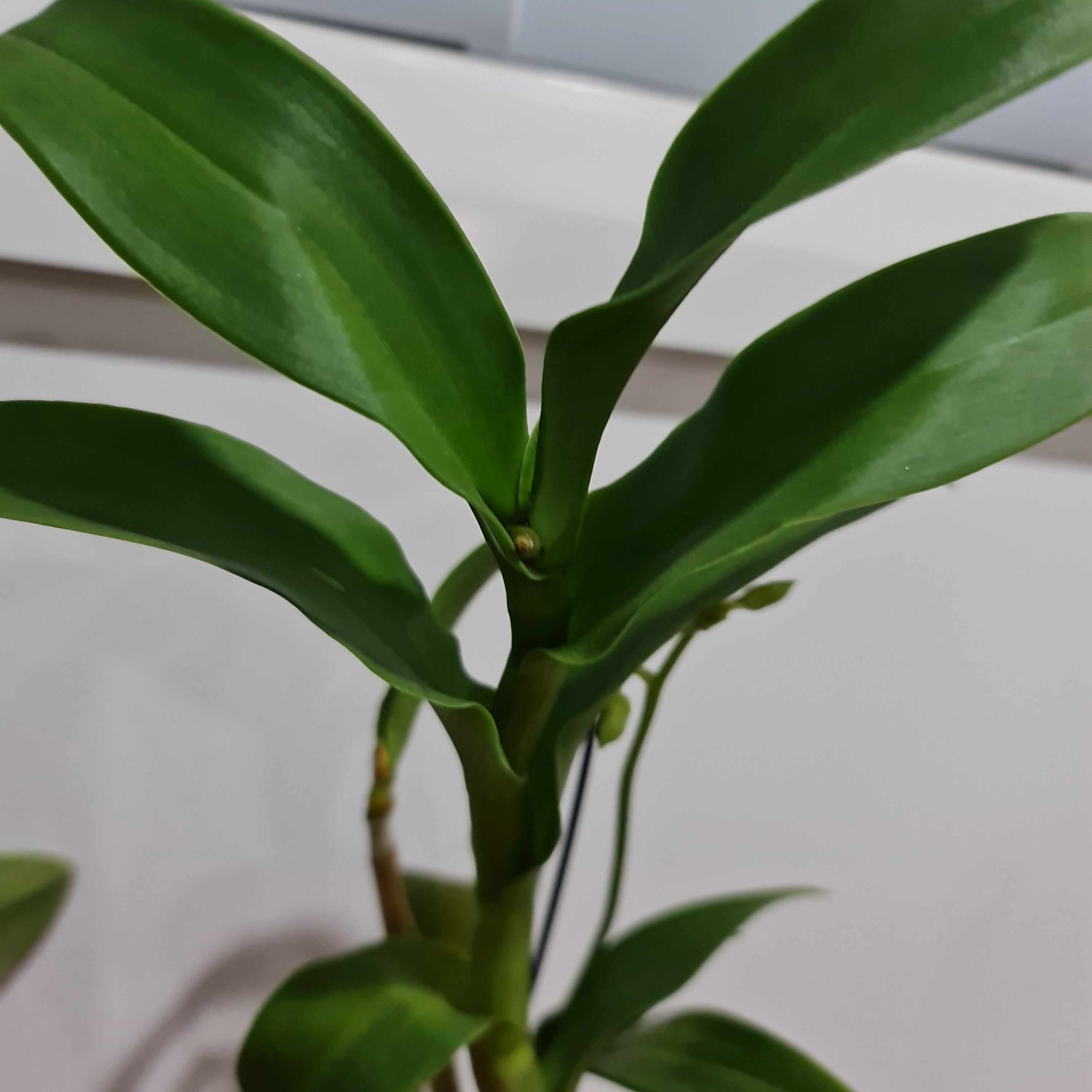 Dendrobium (Supanburi White x Ypadeewan) IN SPIKE !