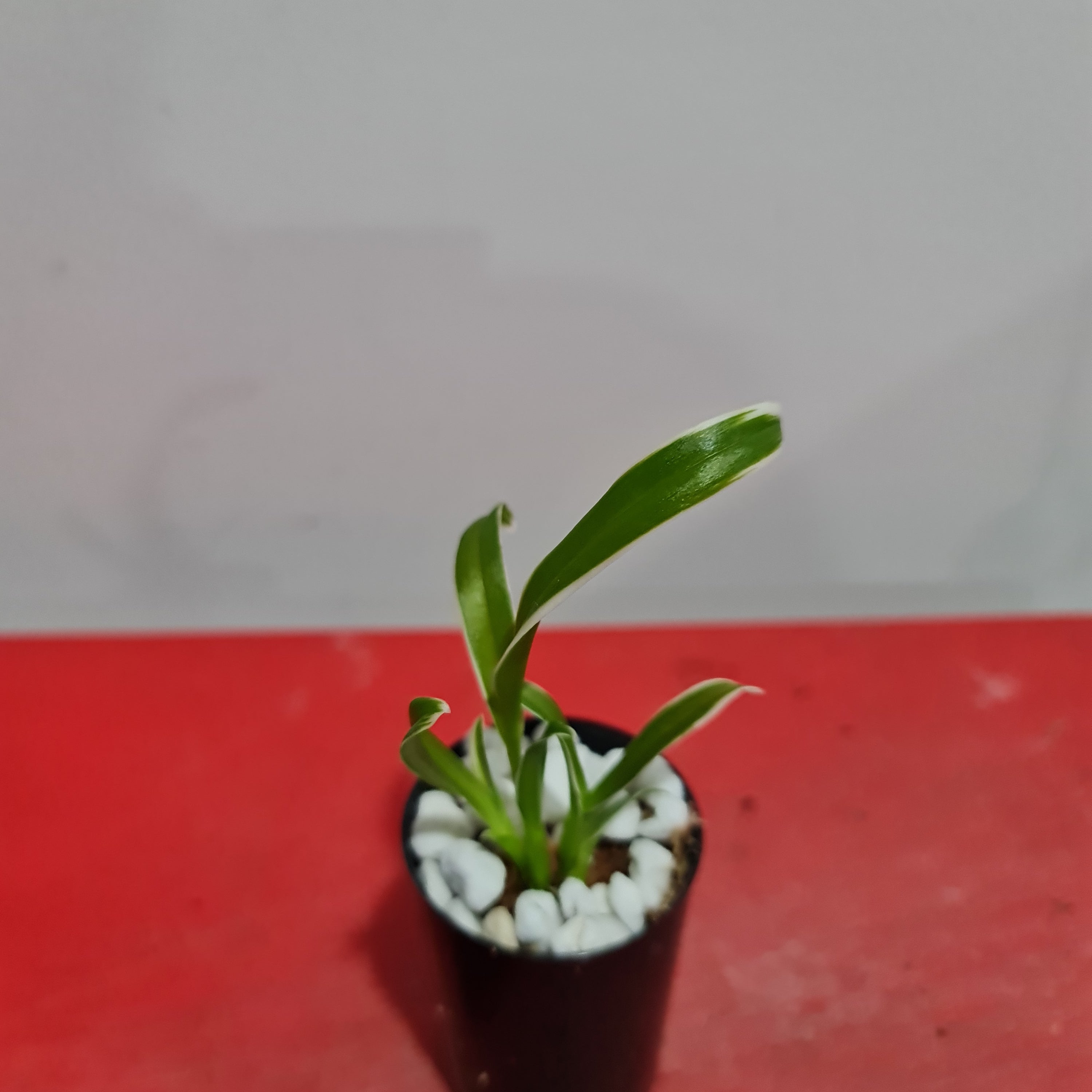 TOP - Dendrobium 'Dragon Fly' Variegated Secondary image
