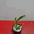 TOP - Dendrobium 'Dragon Fly' Variegated