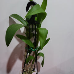 Dendrobium Lai Thai