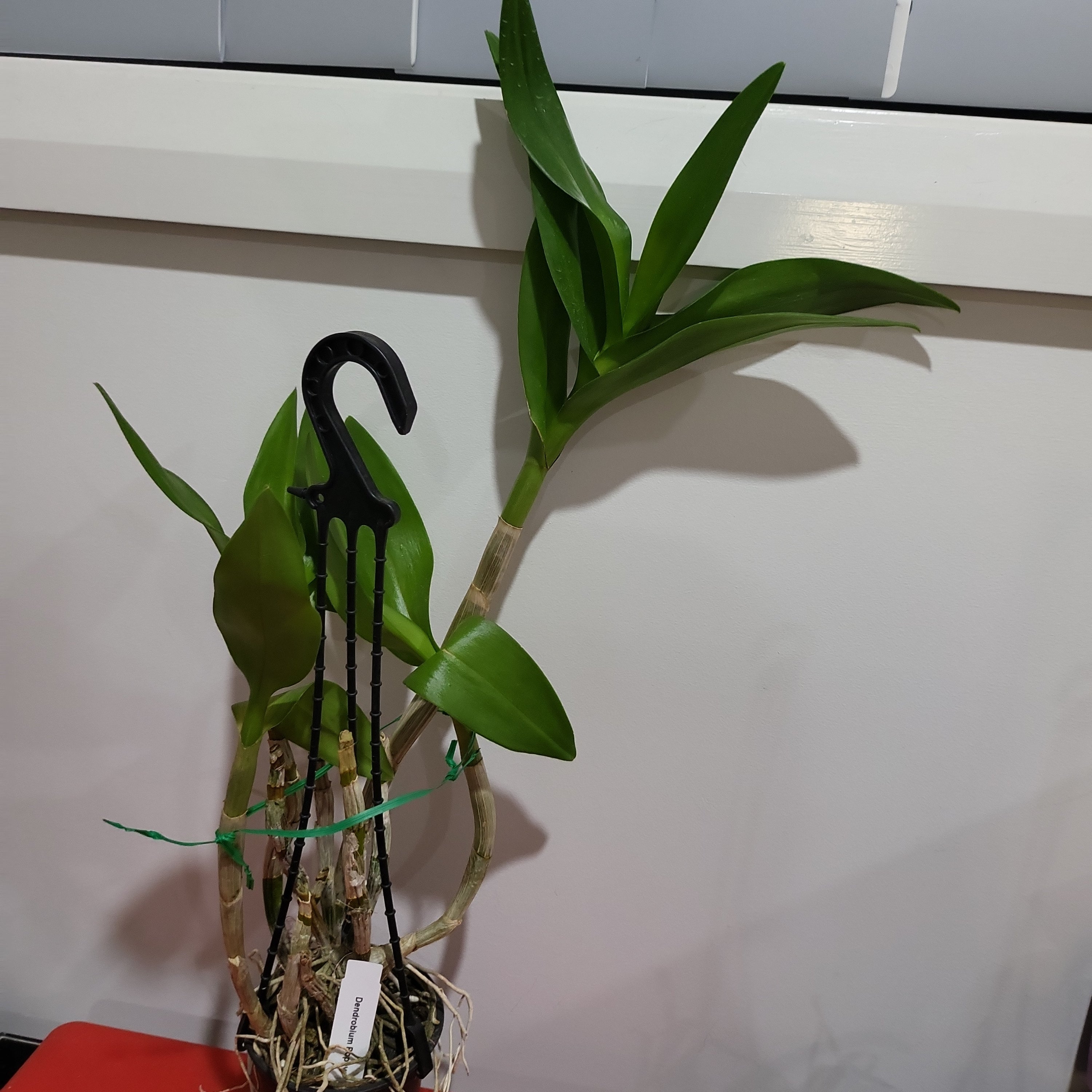 Dendrobium Popeye ( Flowering Size) Secondary image