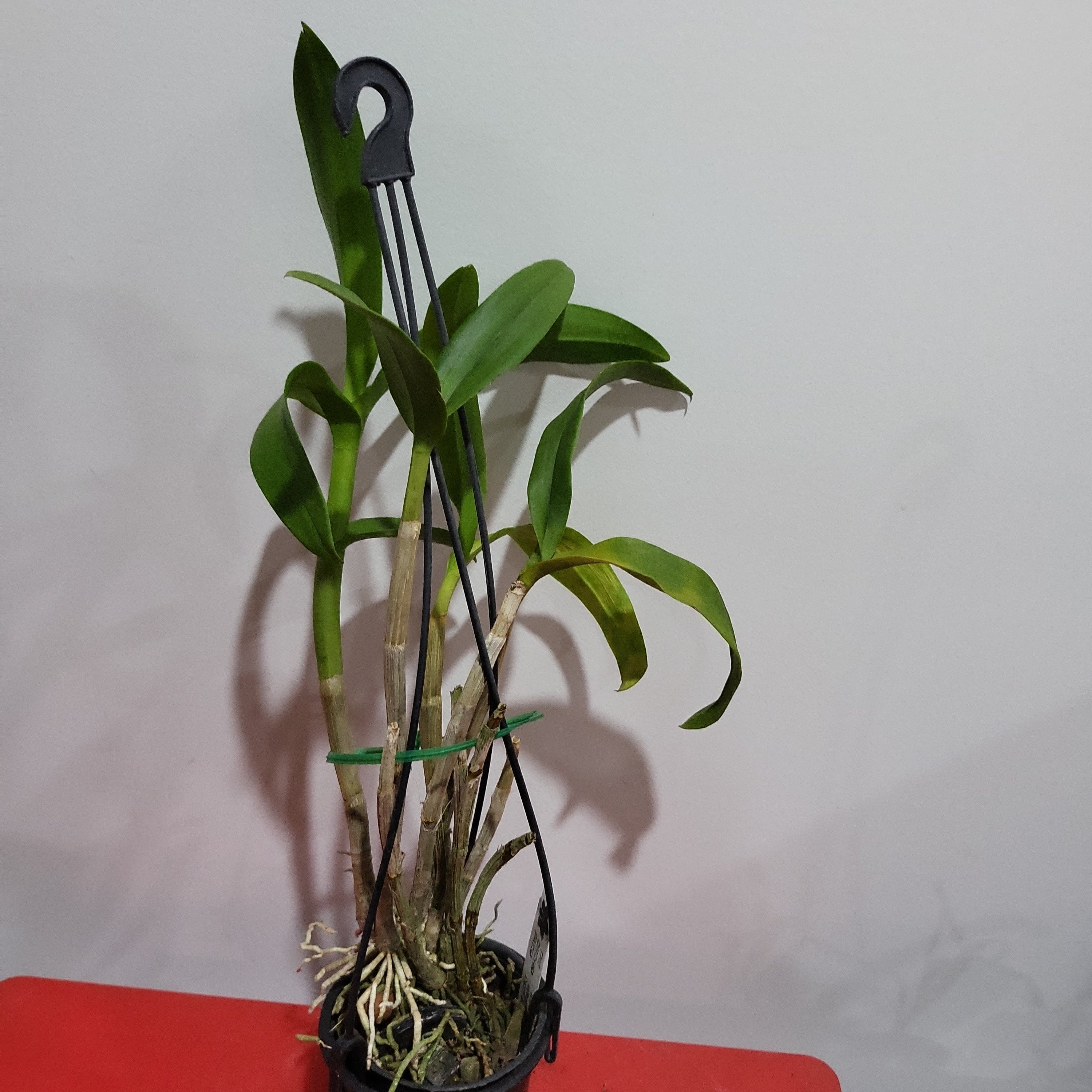 Dendrobium Burana Stripes Secondary image