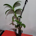 Dendrobium Jaquelyn Concert x Den. King Sonia