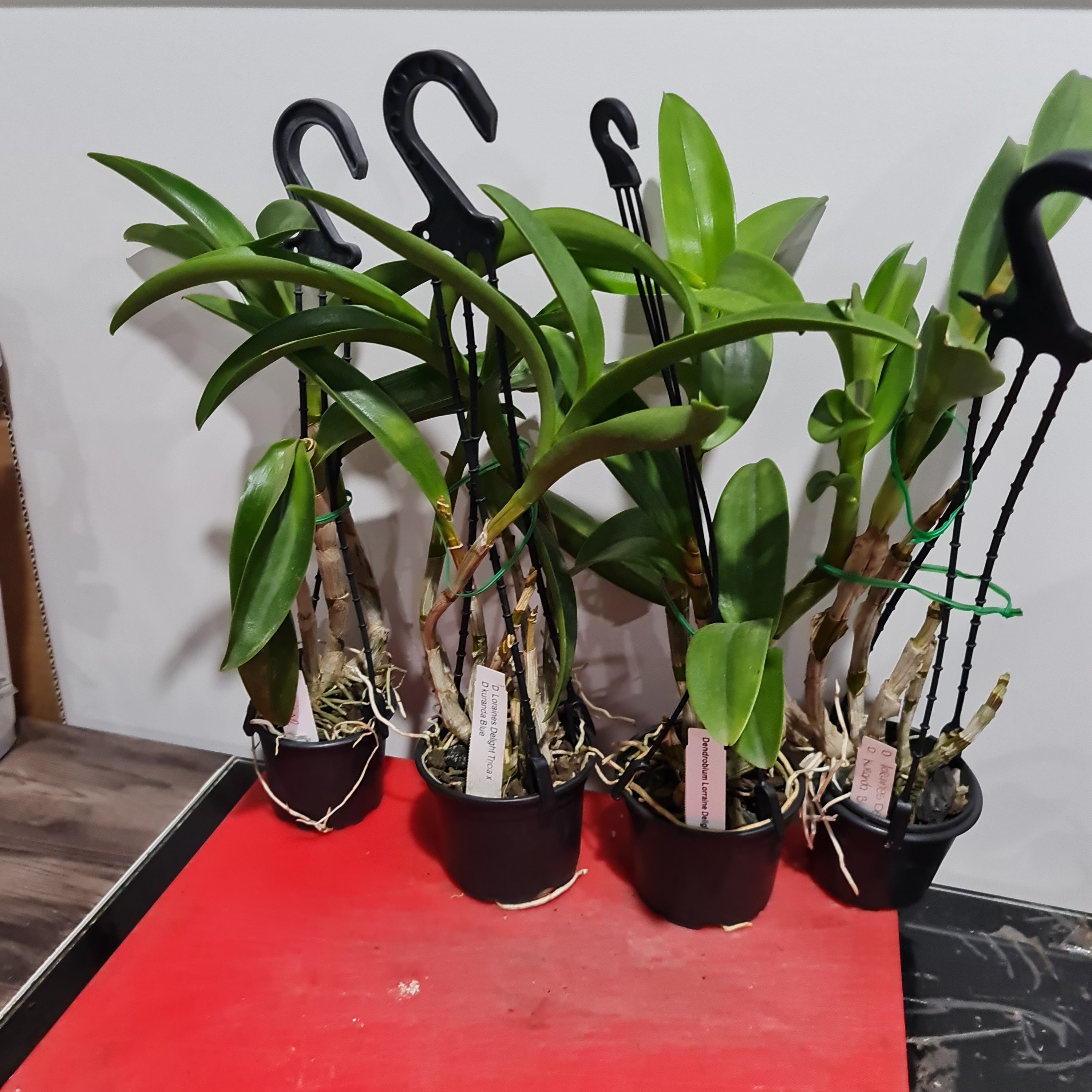 Dendrobium Loraines Delight Tricia x Den. Kuranda Blue Secondary image