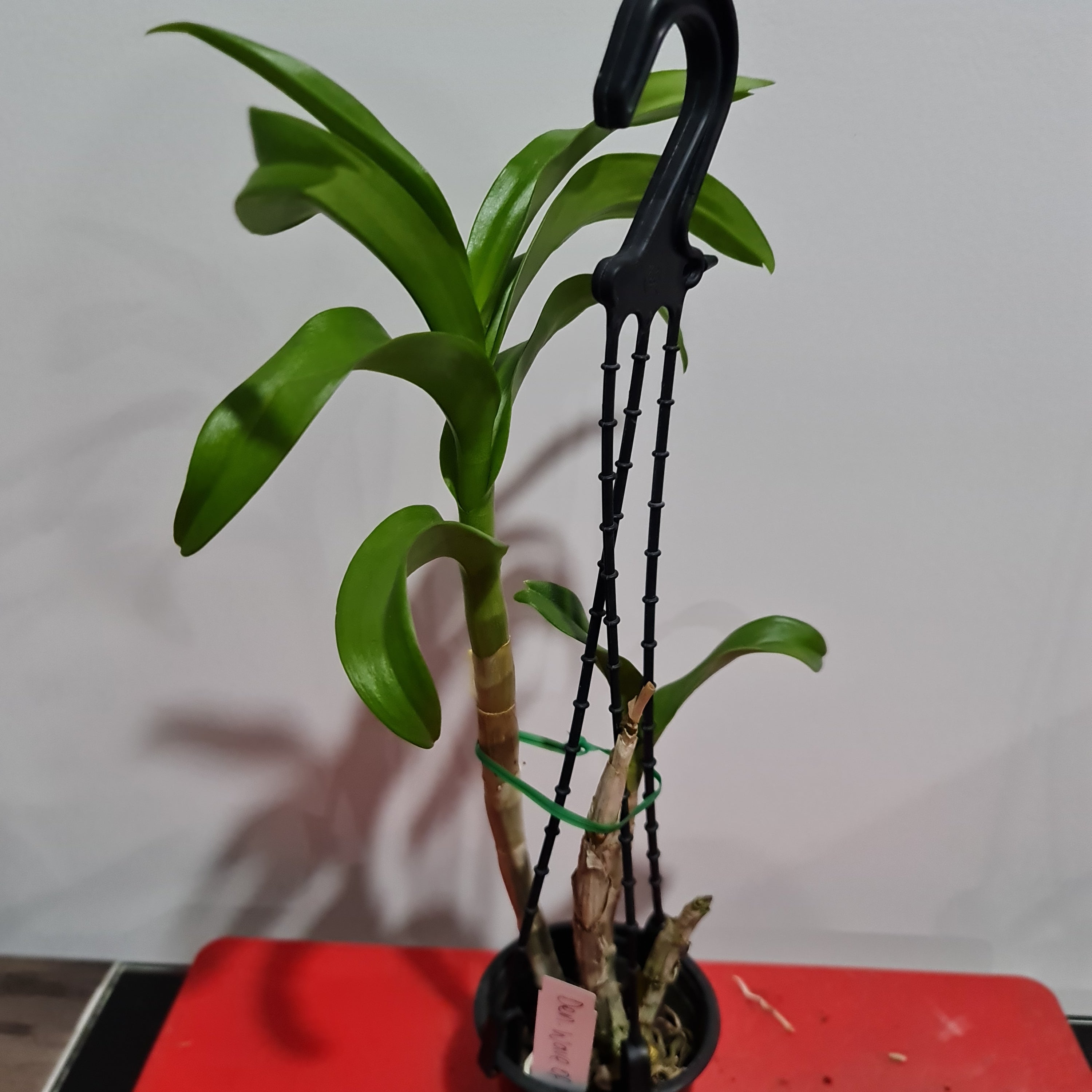 Dendrobium Wave Of Love Secondary image