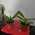 Aerides rigida (Red)