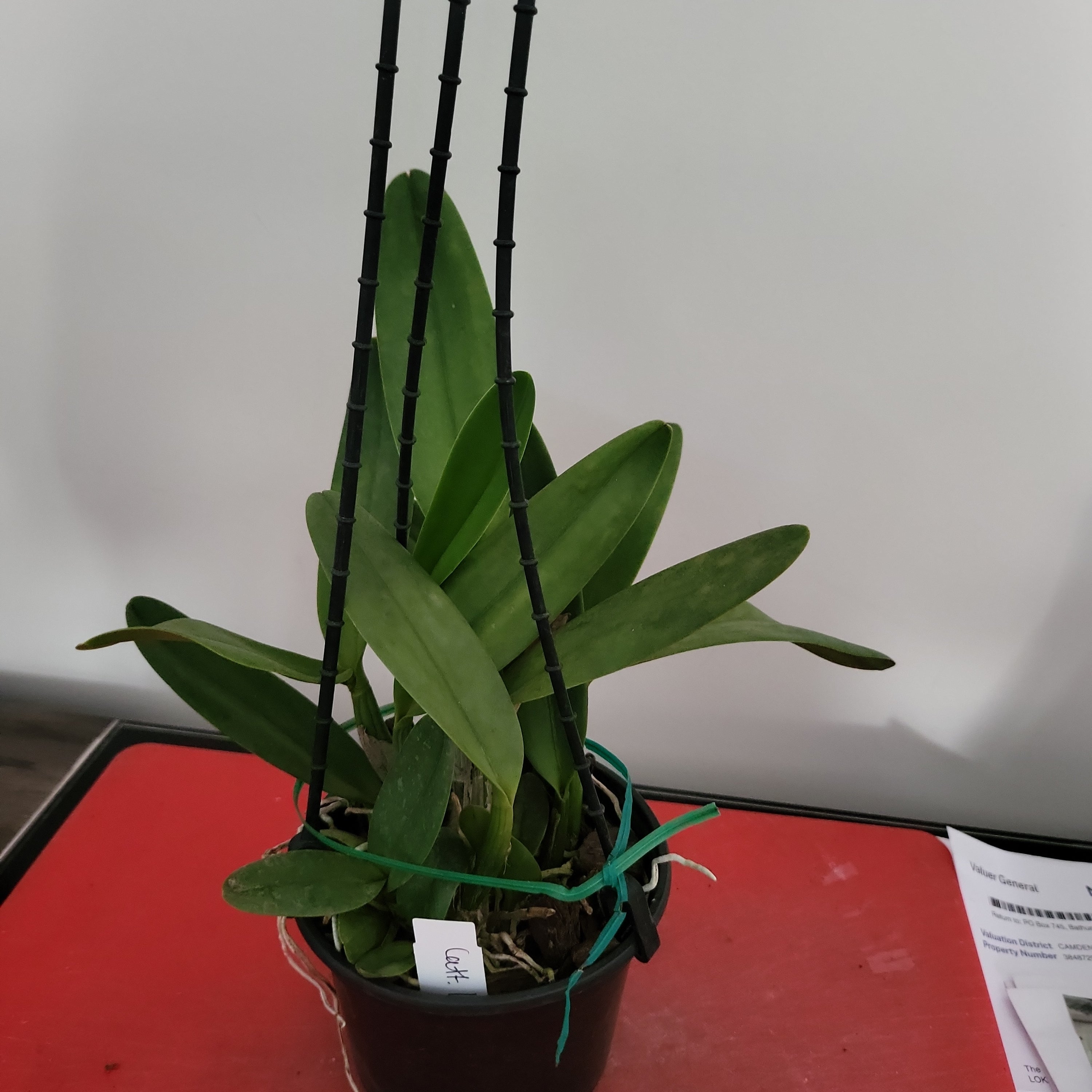 Blc. Love Sound 'Dogashima' AM/AOS Secondary image