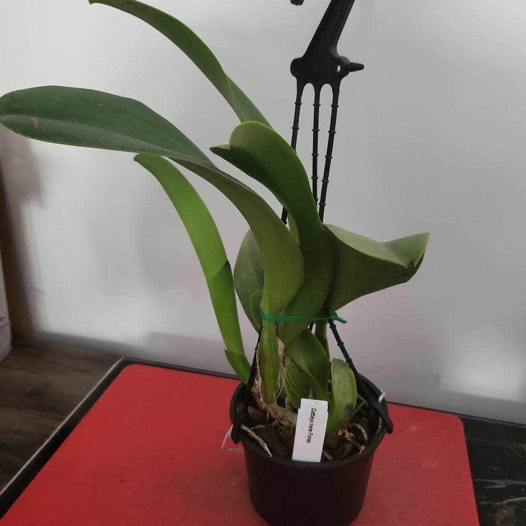 Lc. Irene Finney (Fragrant)