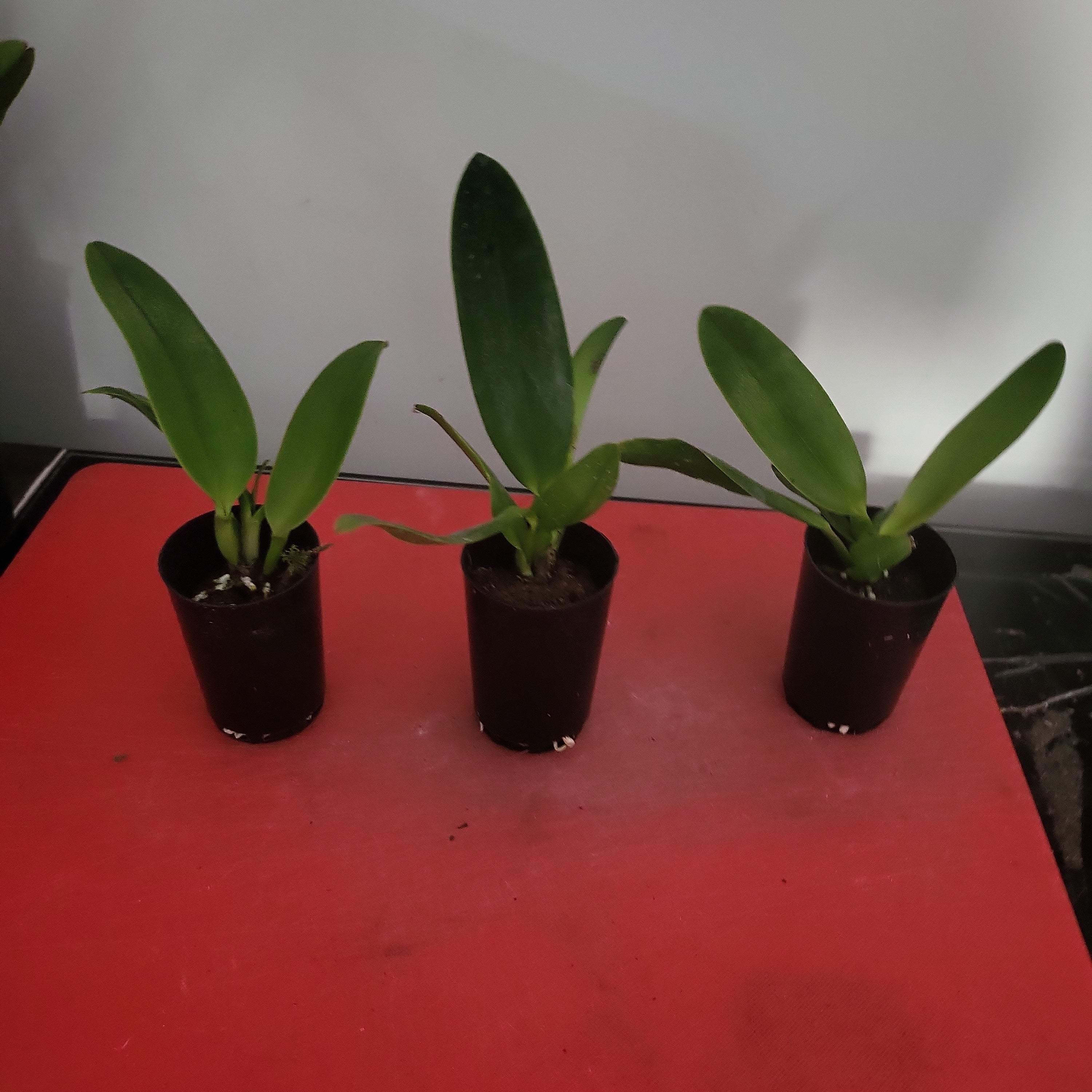 Cattleya warscewiczii (f. flamea ‘Gigante de Cuite’ x tipo ‘1776’) Secondary image