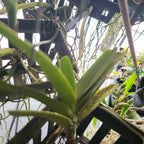 Vanda  Bangkok Sunset (Fragrant)