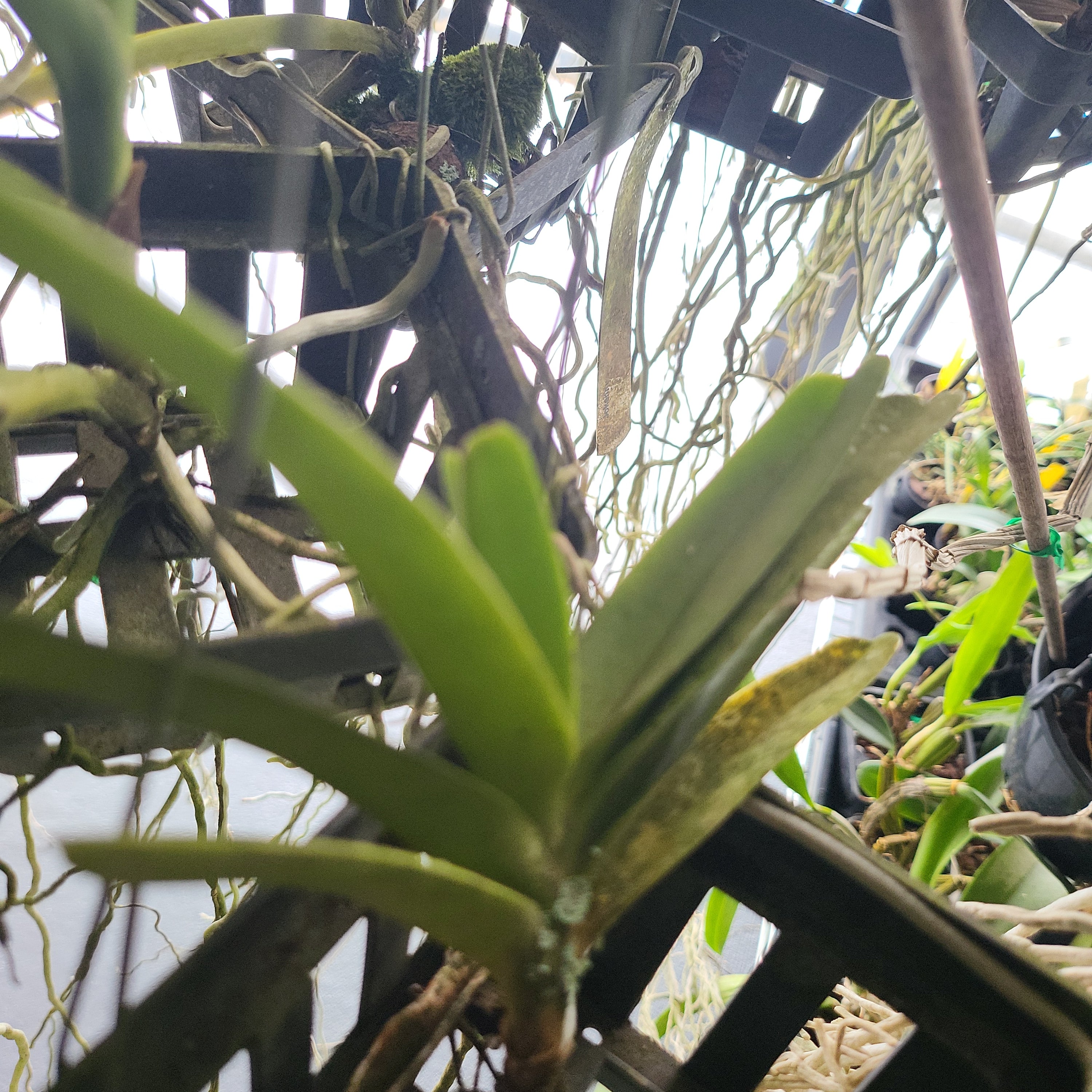 Vanda  Bangkok Sunset (Fragrant)