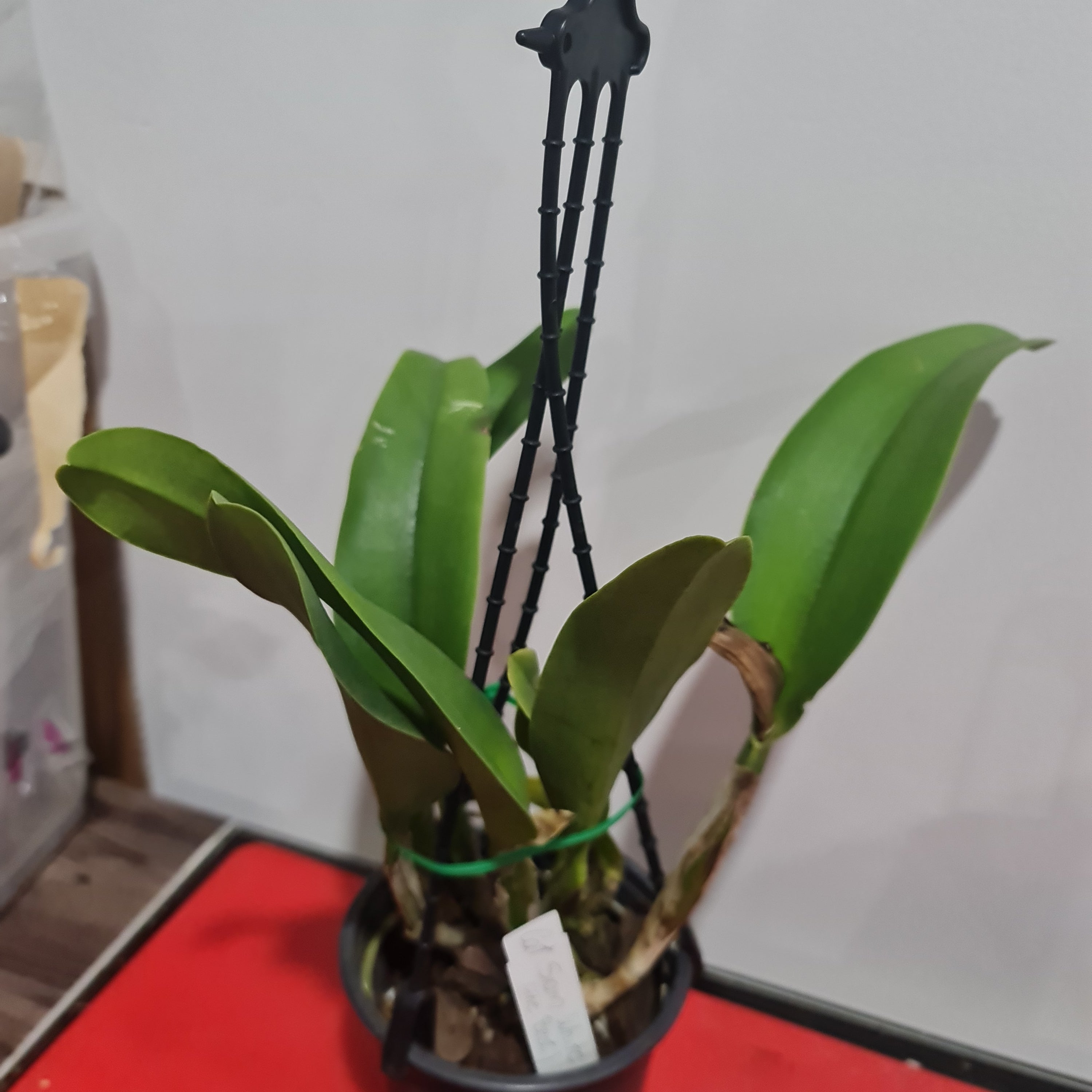 Cattleya Siam White 'The Best' Secondary image