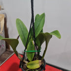 Cattleya Siam White 'The Best'