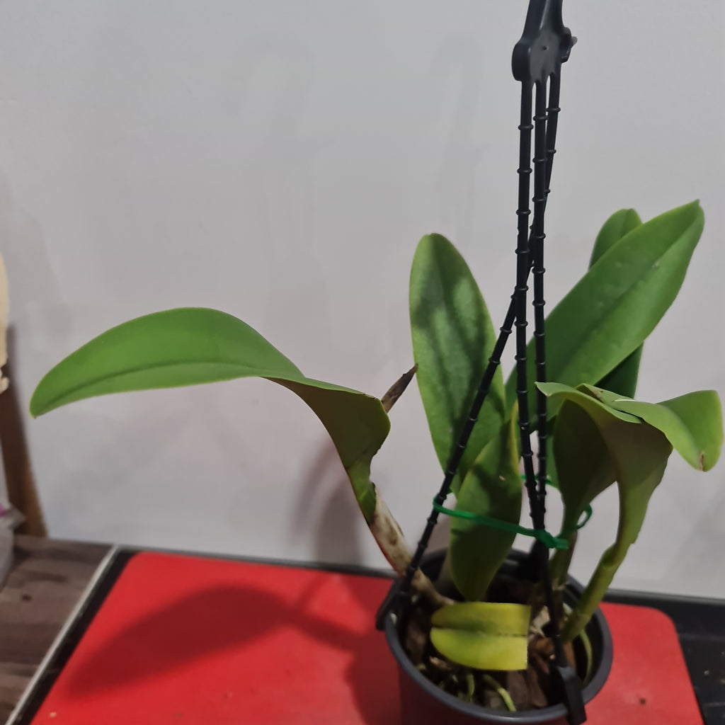 Cattleya Siam White 'The Best'