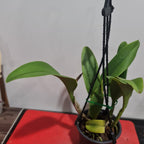 Cattleya Siam White 'The Best'