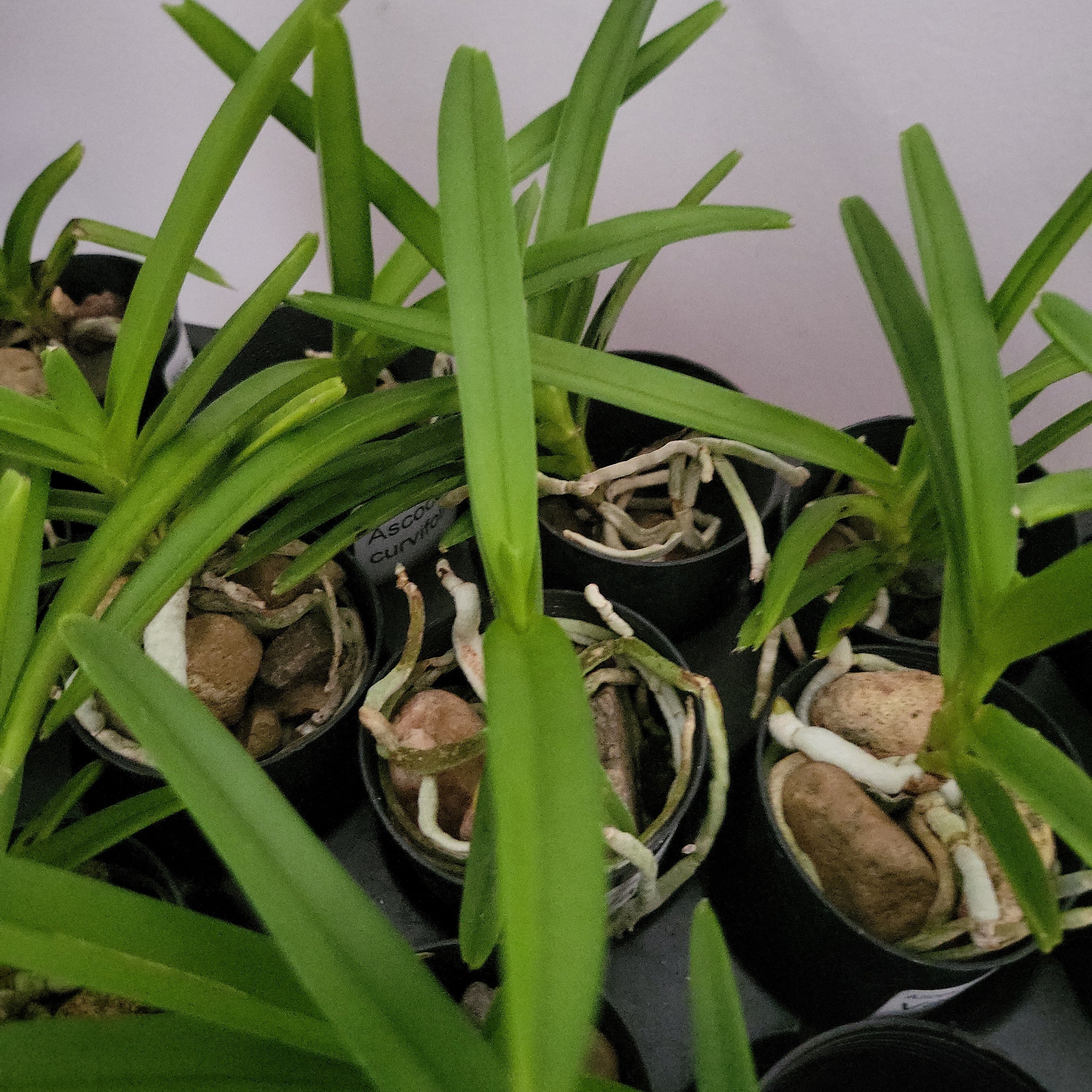 Vanda Coerulescens (Fragrant) Secondary image