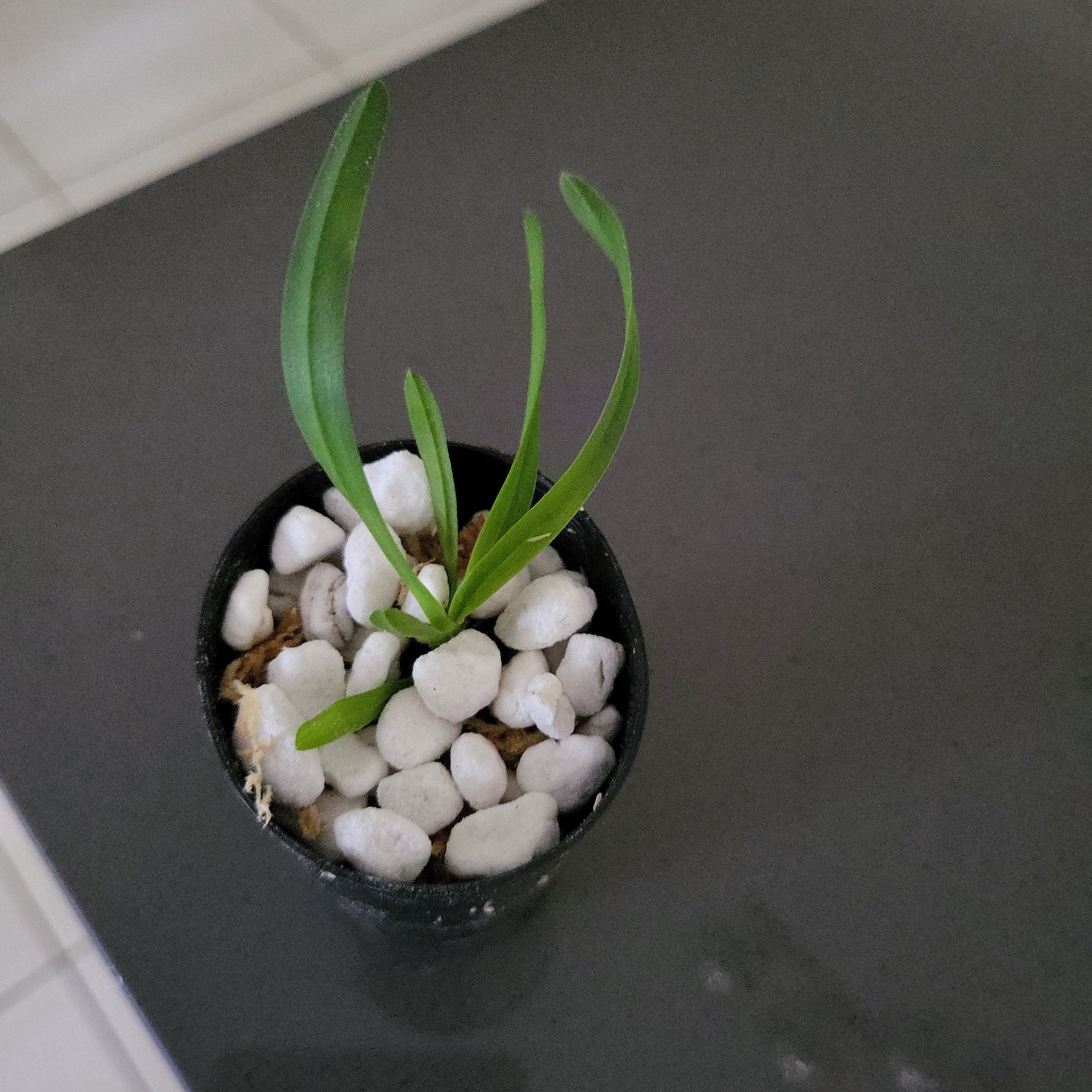 Vanda helvola (syn. leucostele) RARE SPECIES Secondary image