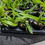 Aerides flabellata (Fragrant Species)