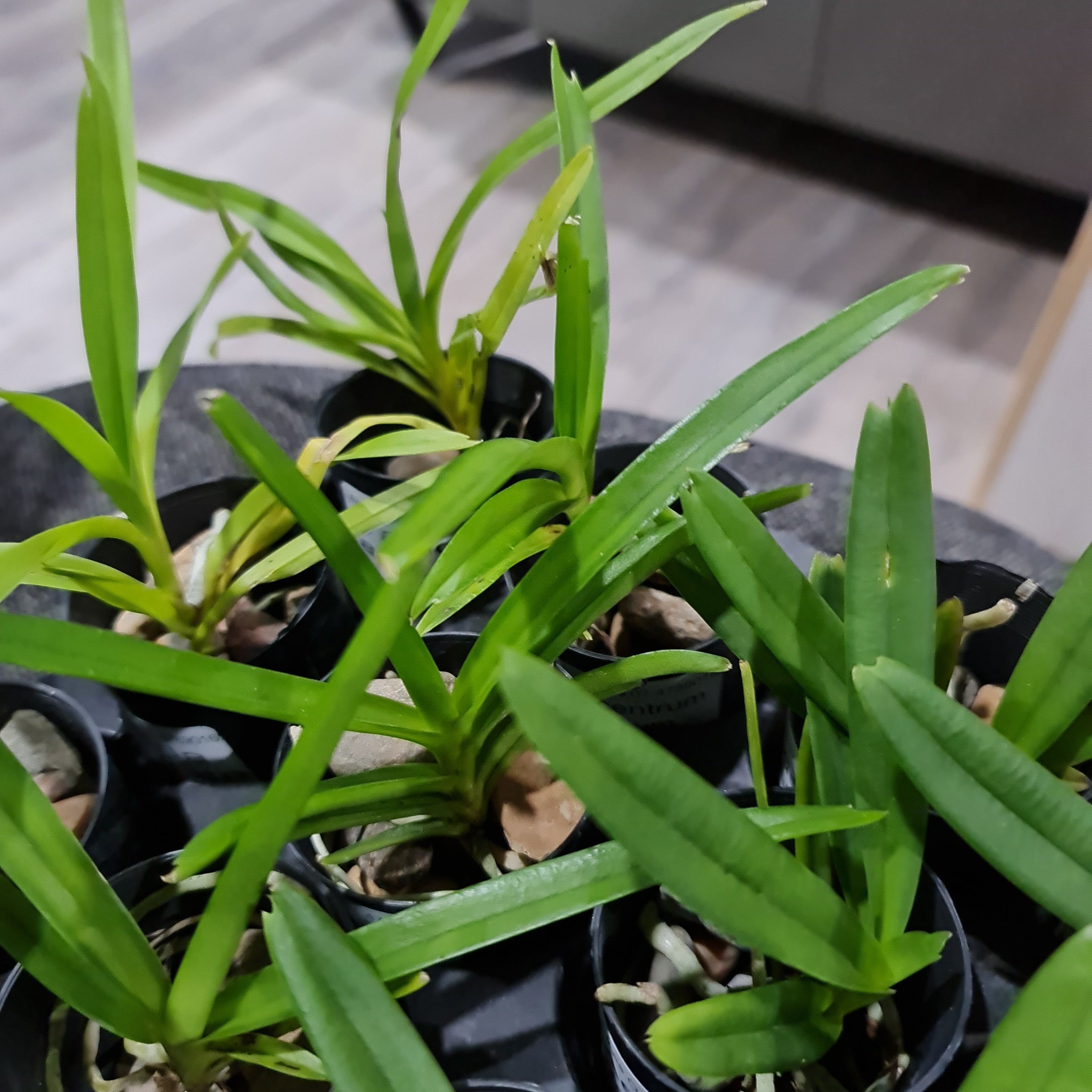 Ascocentrum Curvifolium Secondary image
