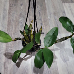 Dendrobium Farmeri (Fragrant)