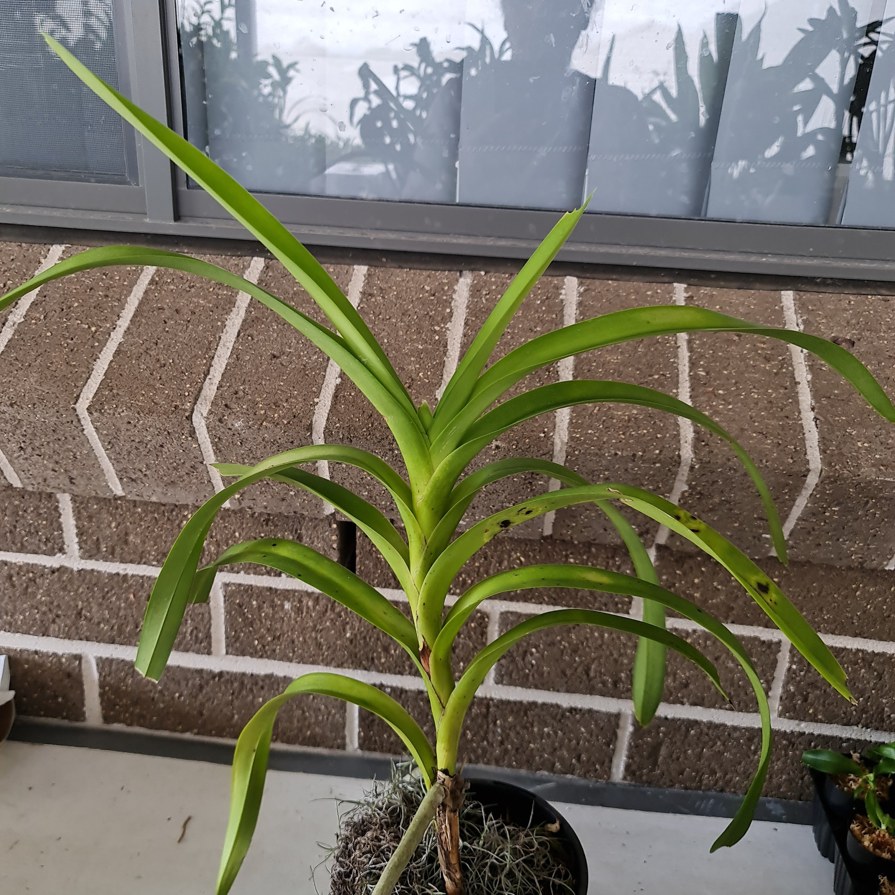Flowering Size Vanda Tricolor (Fragrant) Secondary image
