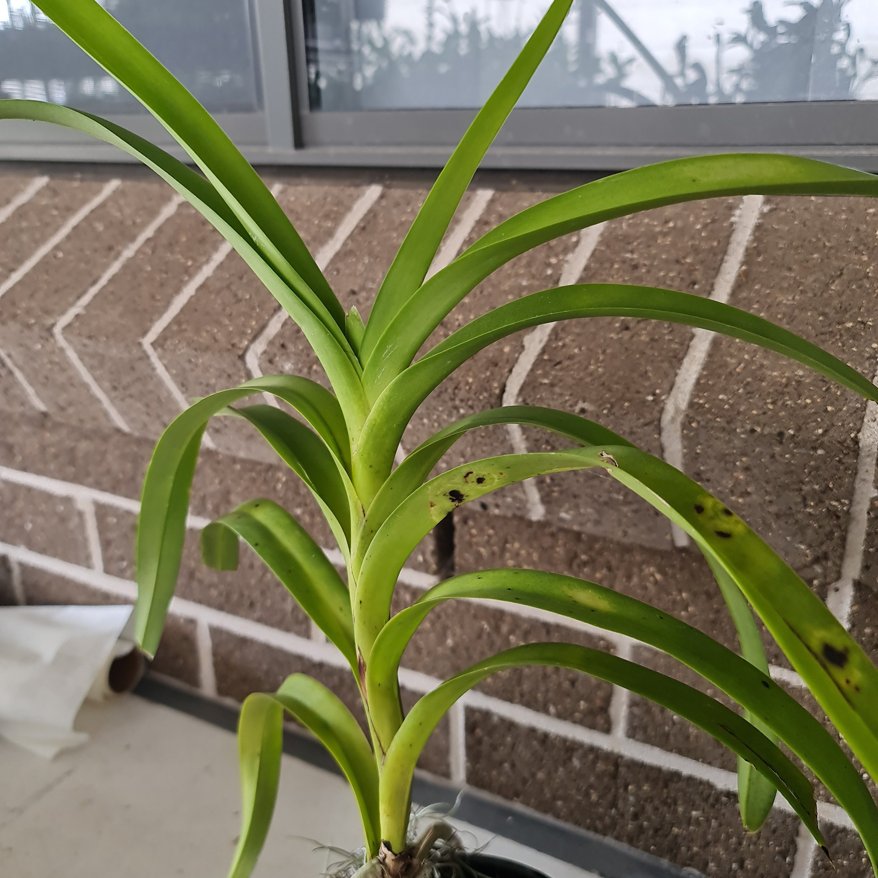 Flowering Size Vanda Tricolor (Fragrant)