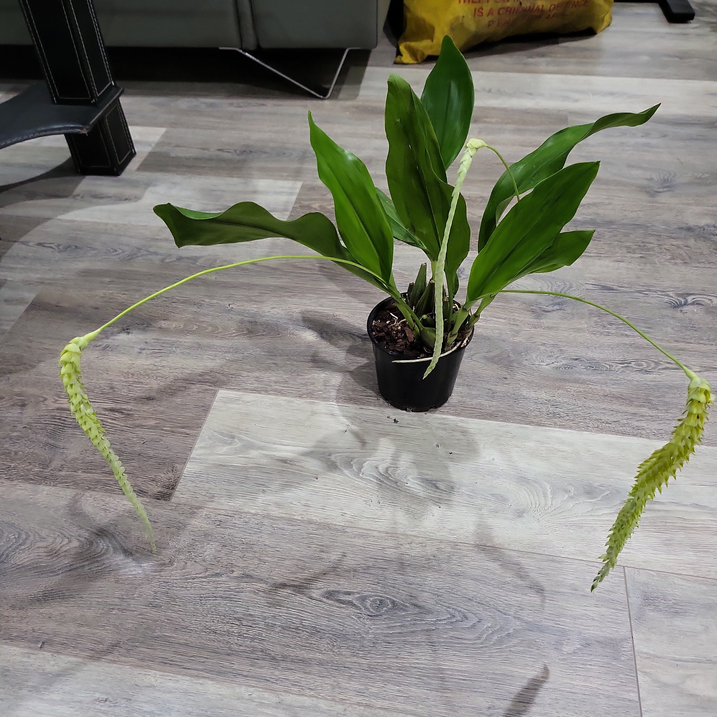 Dendrochilum magnum (IN SPIKES) HIGHLY FRAGRANT! Secondary image