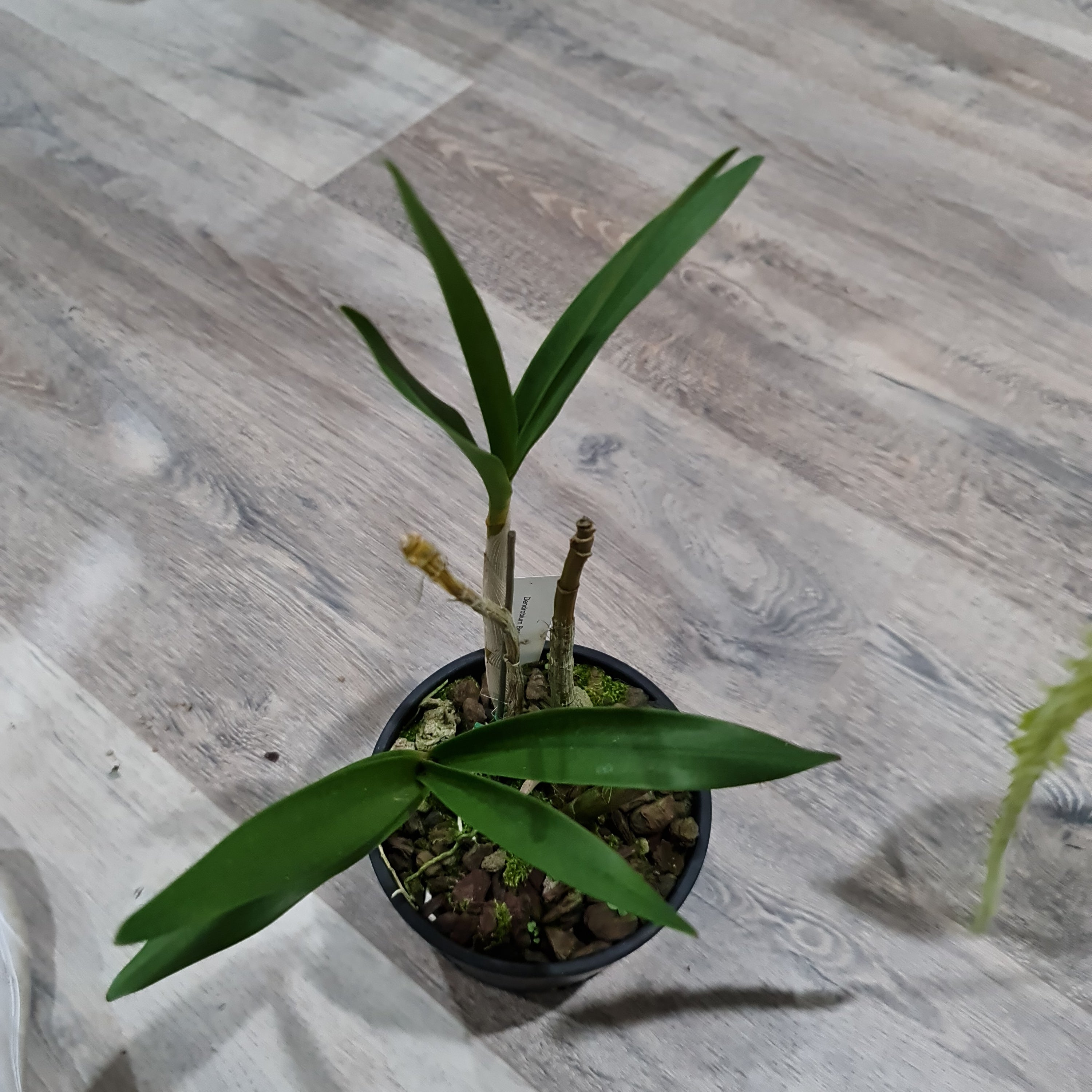 Dendrobium Benizuru Treasure Secondary image