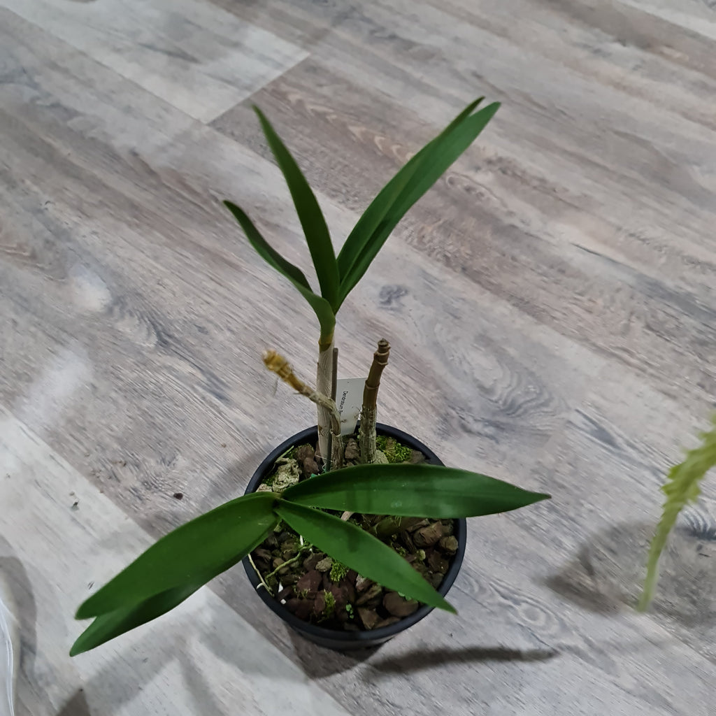 Dendrobium Benizuru Treasure