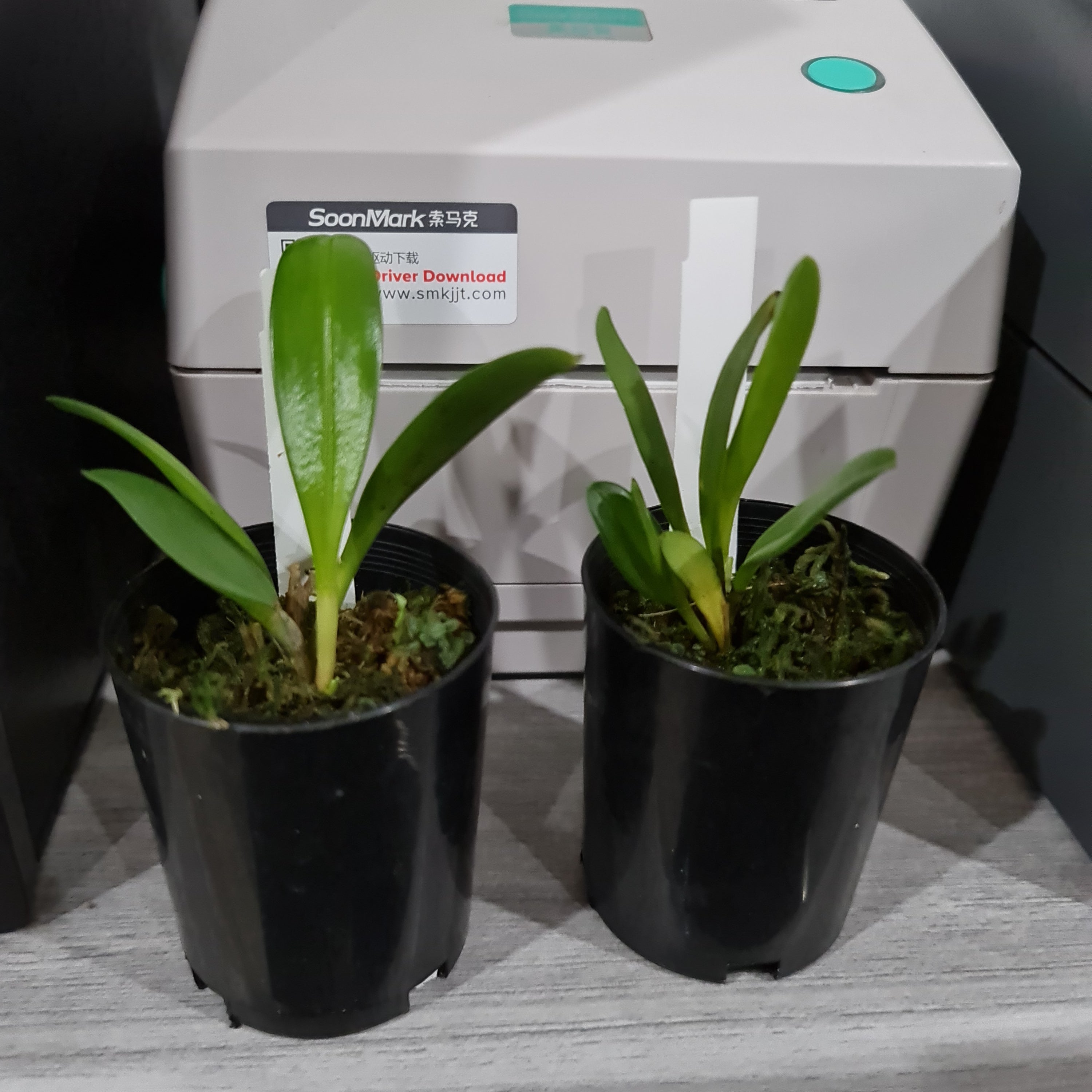 Masdevallia colossus 'Alo' Secondary image