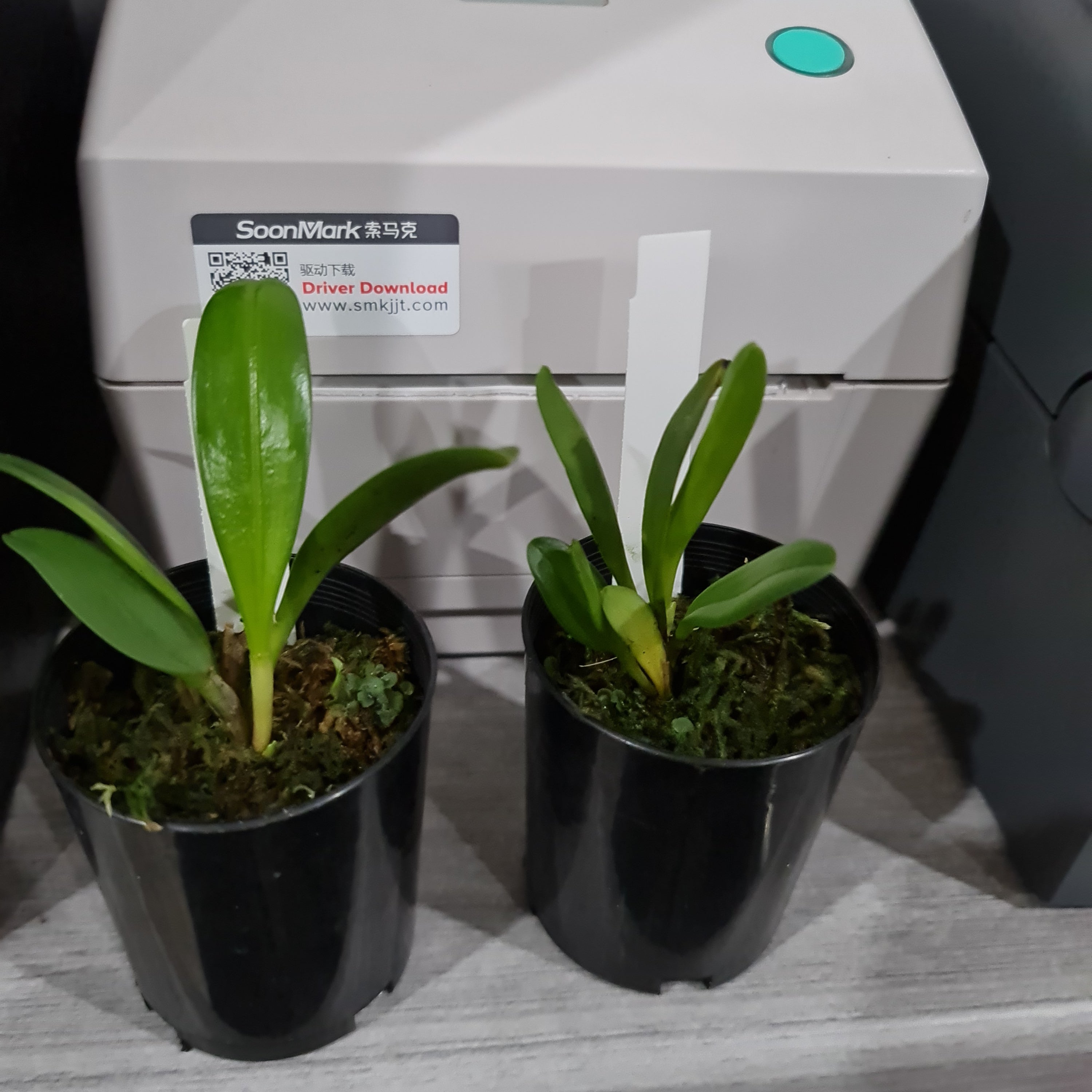 Masdevallia colossus 'Alo'