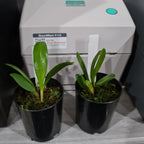 Masdevallia colossus 'Alo'