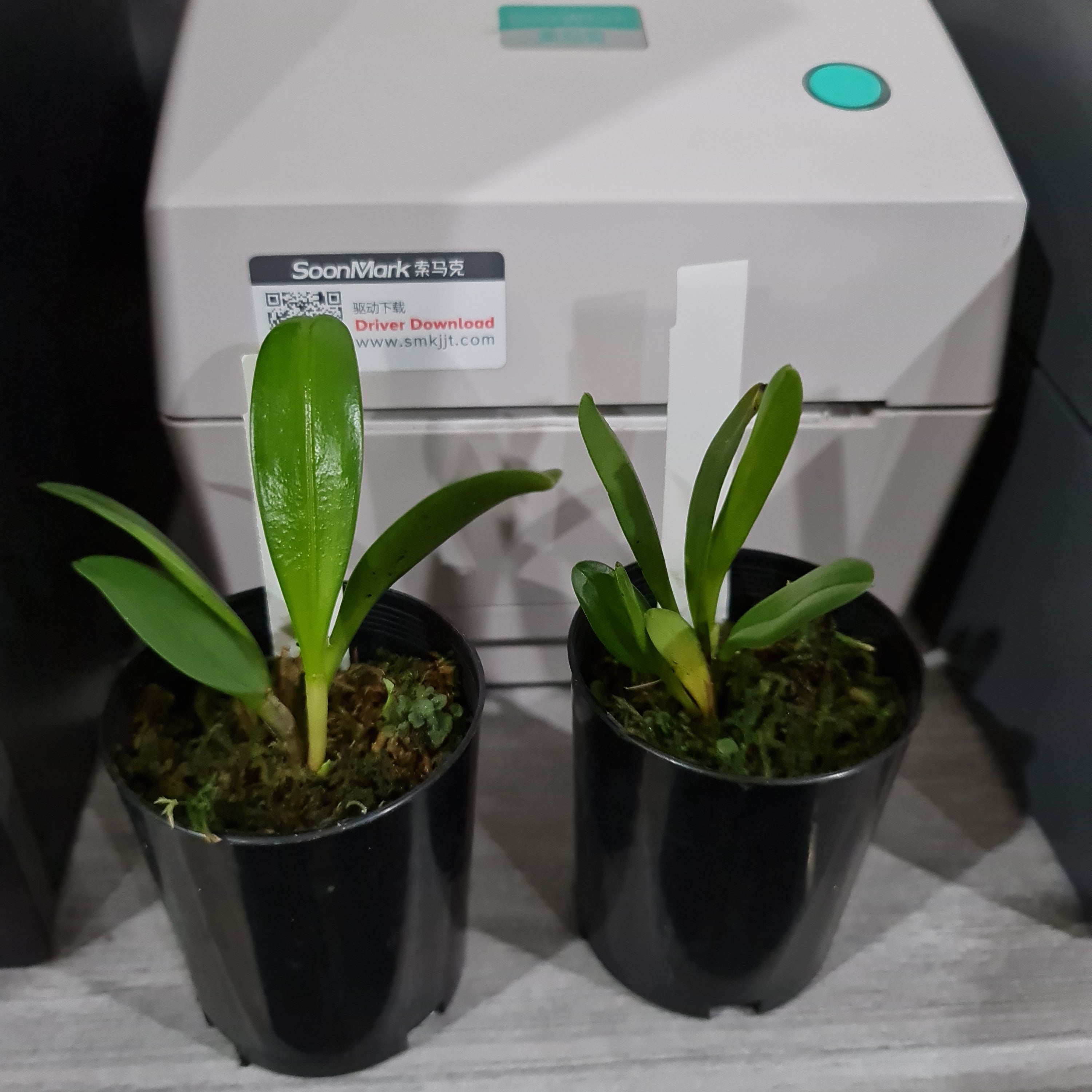 Masdevallia colossus 'Alo'