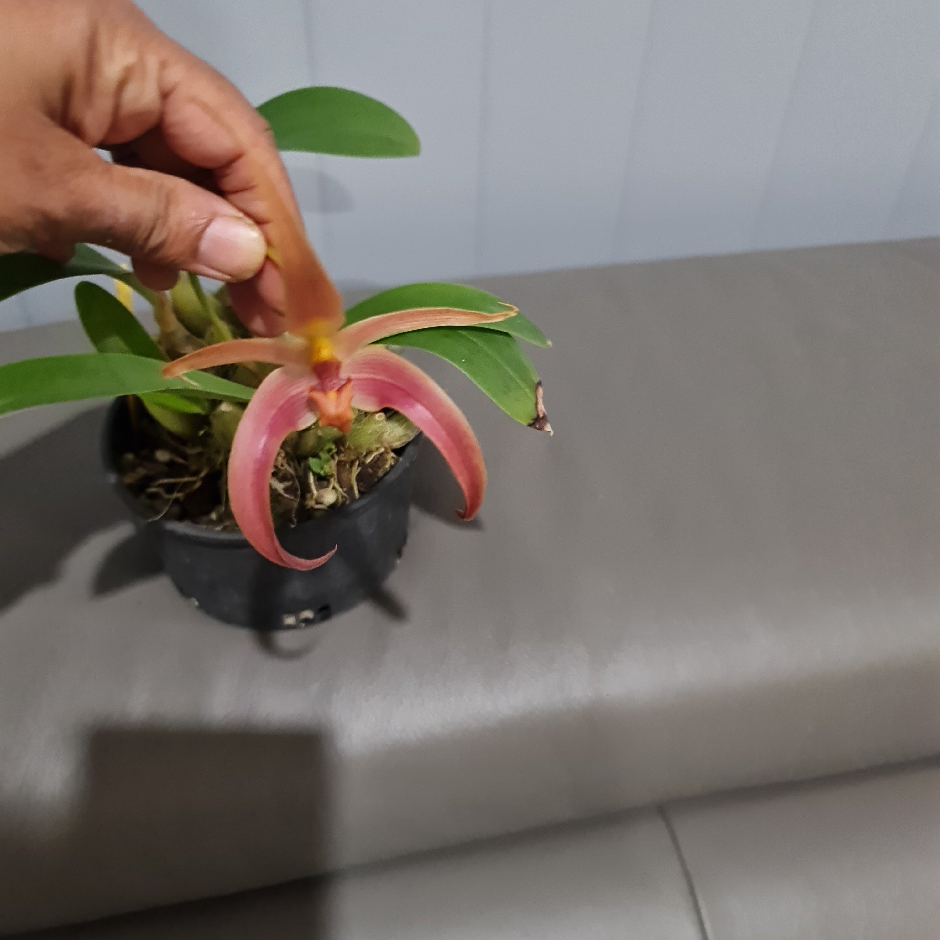 Bulbophyllum Jersey Secondary image
