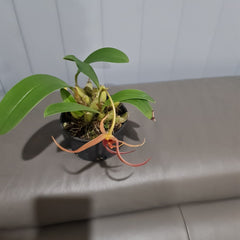 Bulbophyllum Jersey