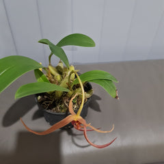 Bulbophyllum Jersey