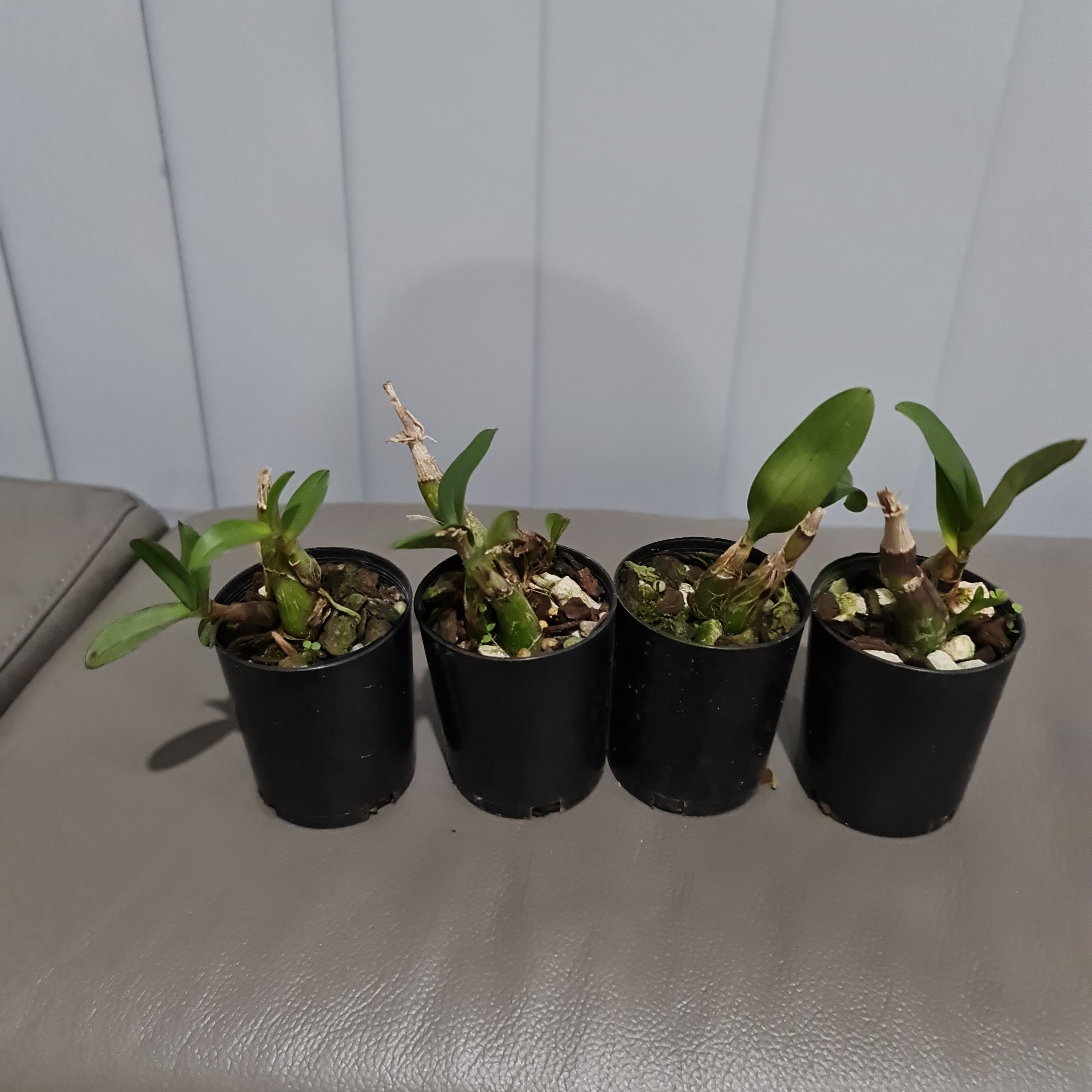 Polystachya pubescens (The Fine-Haired Polystachya) Fragrant Secondary image