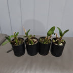 Polystachya pubescens (The Fine-Haired Polystachya) Fragrant