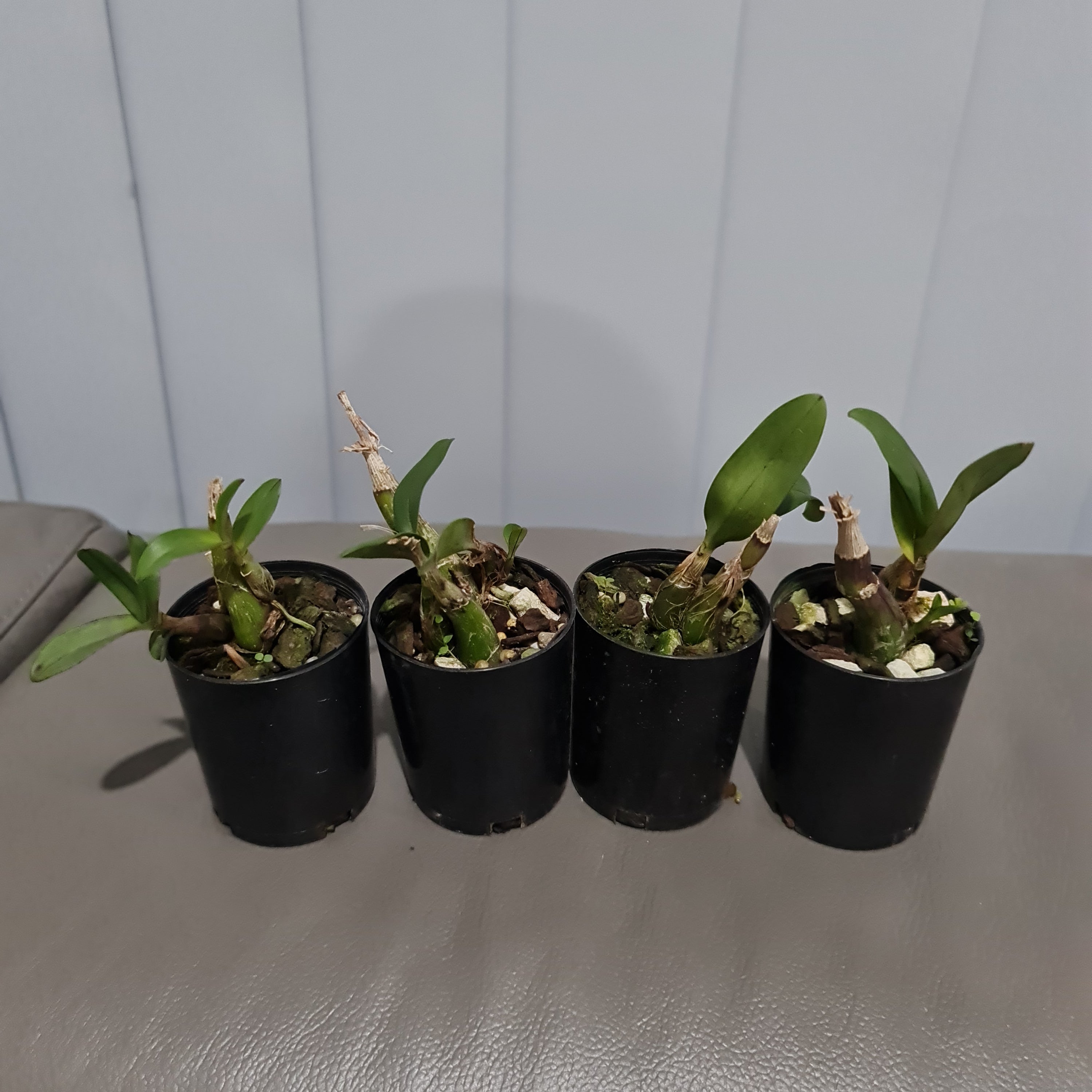 Polystachya pubescens (The Fine-Haired Polystachya) Fragrant