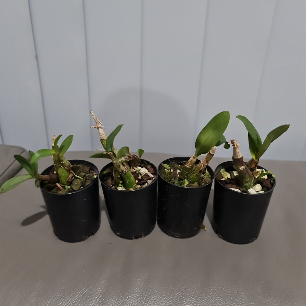 Polystachya pubescens (The Fine-Haired Polystachya) Fragrant