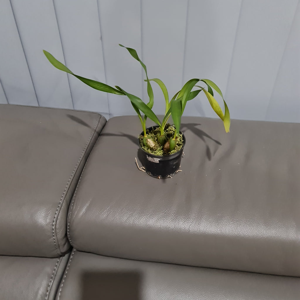 Maxillaria Porphyrostele (Fragrant Species)