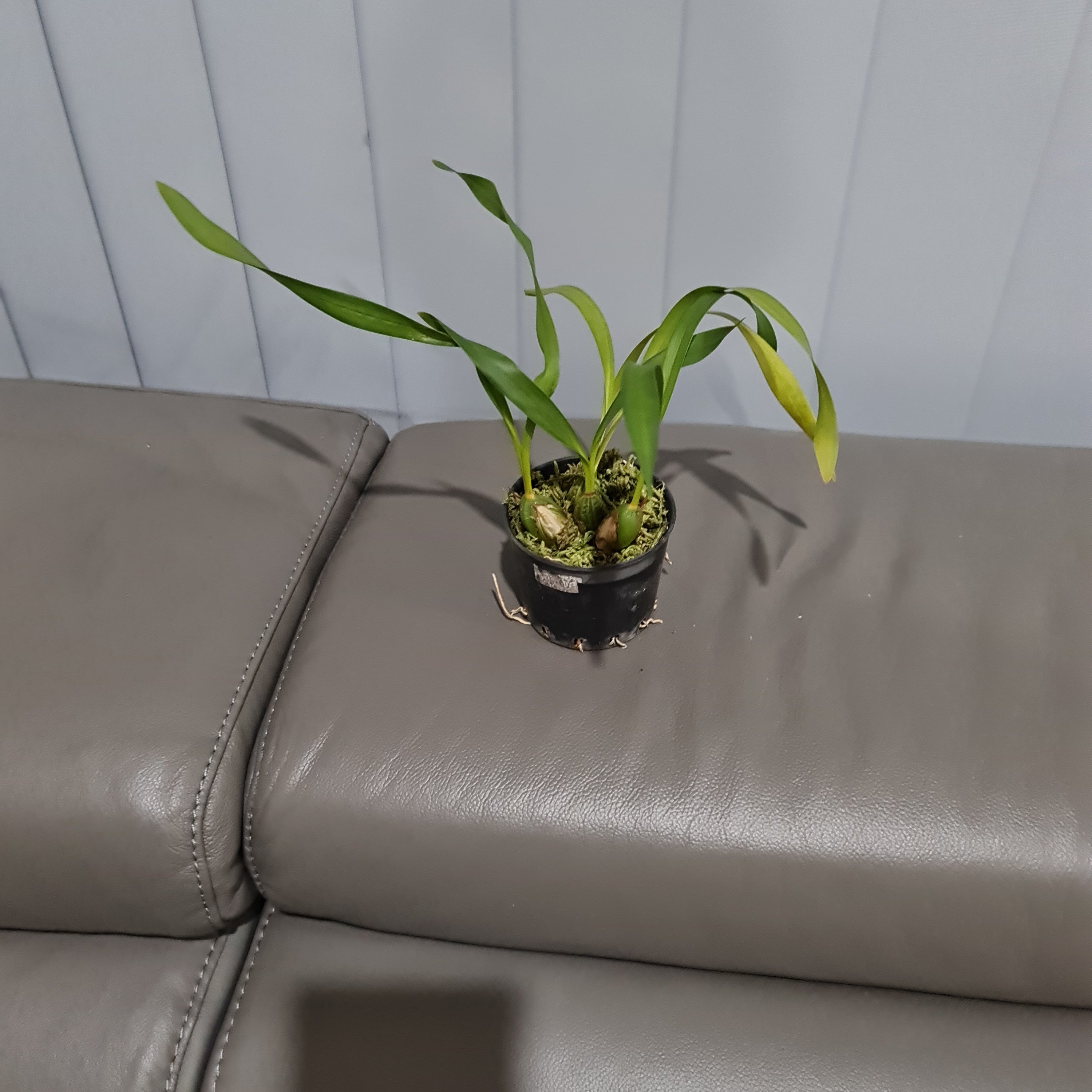 Maxillaria Porphyrostele (Fragrant Species)