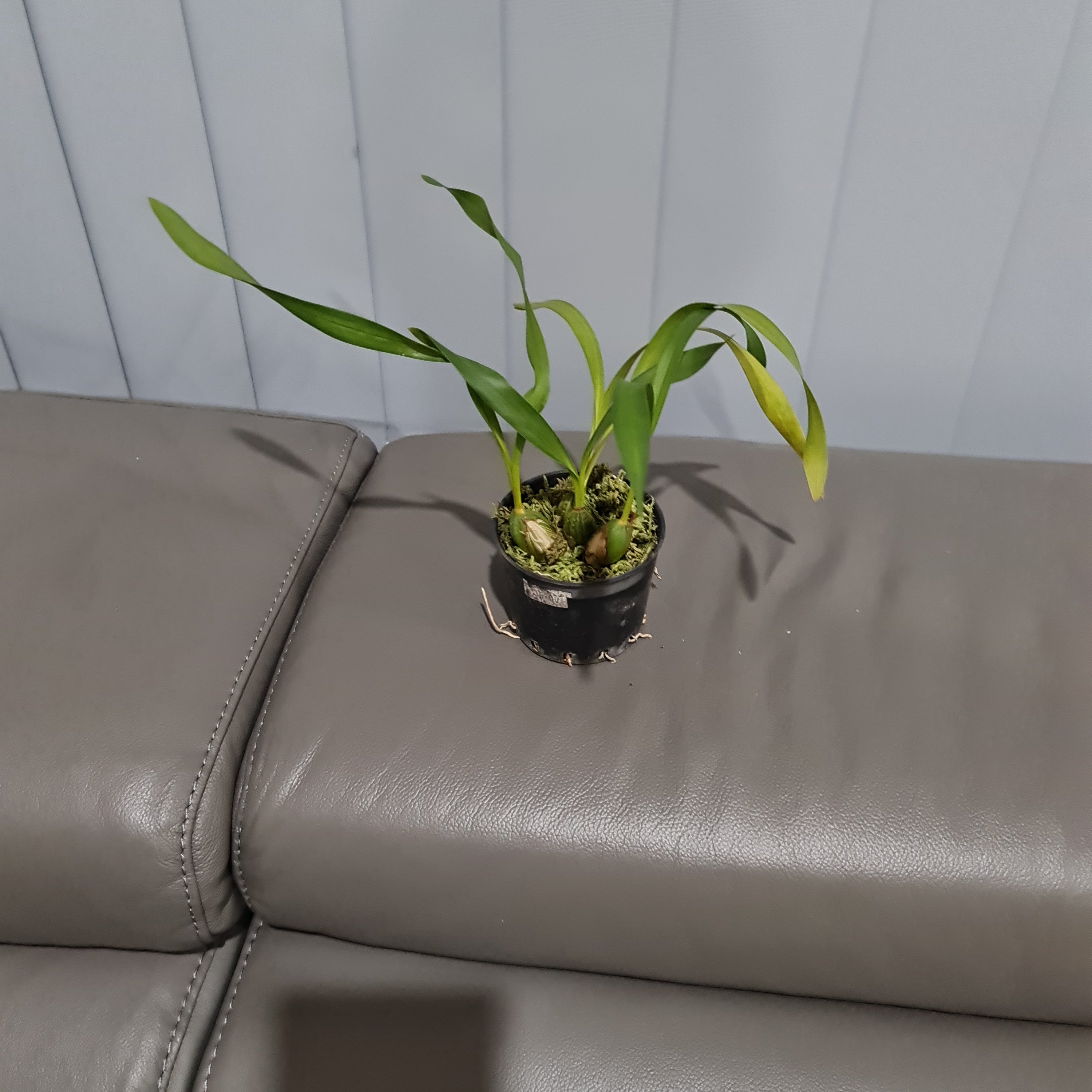 Maxillaria Porphyrostele (Fragrant Species)