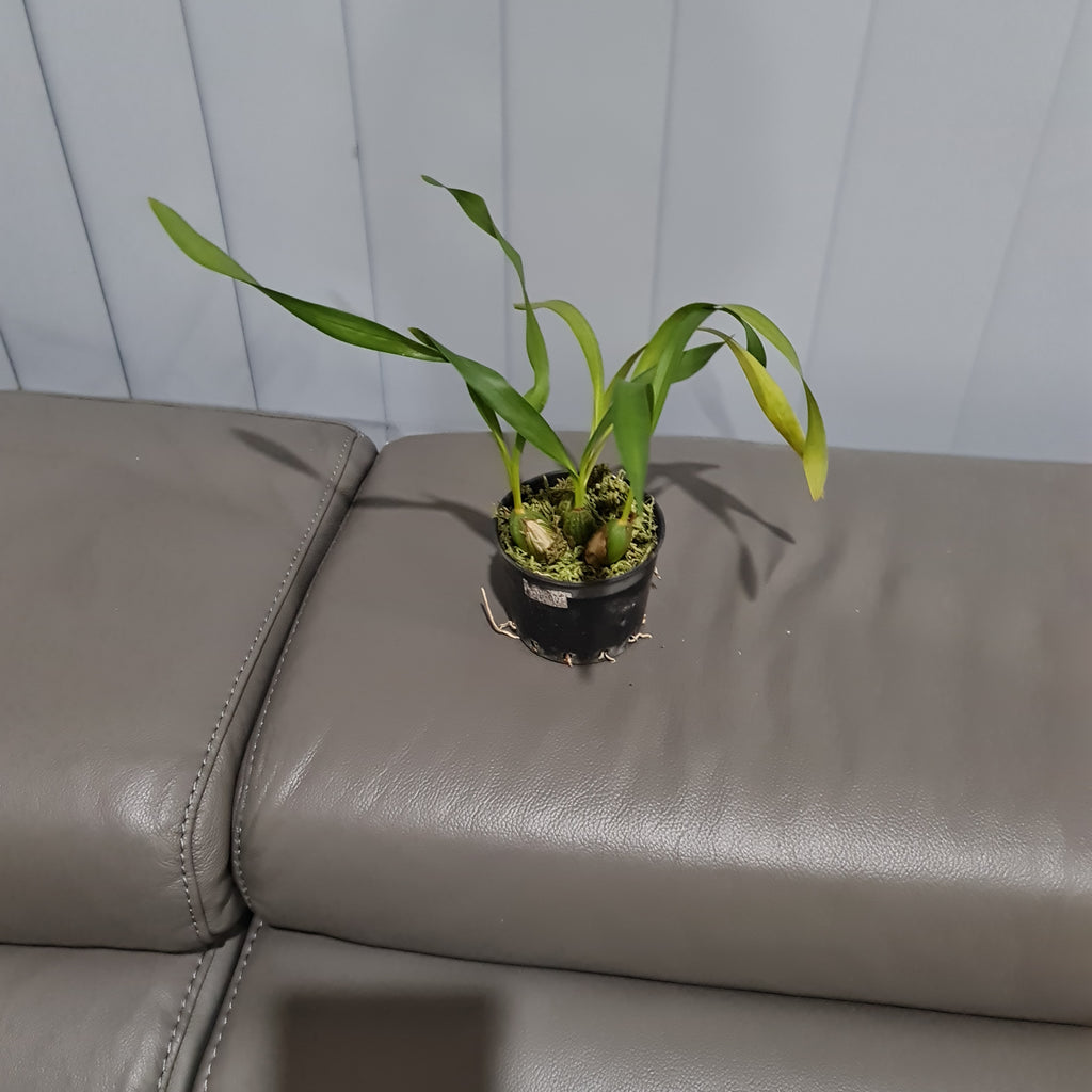 Maxillaria Porphyrostele (Fragrant Species)