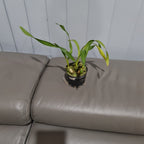 Maxillaria Porphyrostele (Fragrant Species)